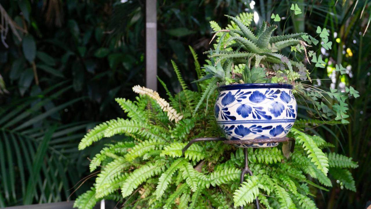 El Jardin Del Eden B&B Boutique Cuernavaca Eksteriør billede